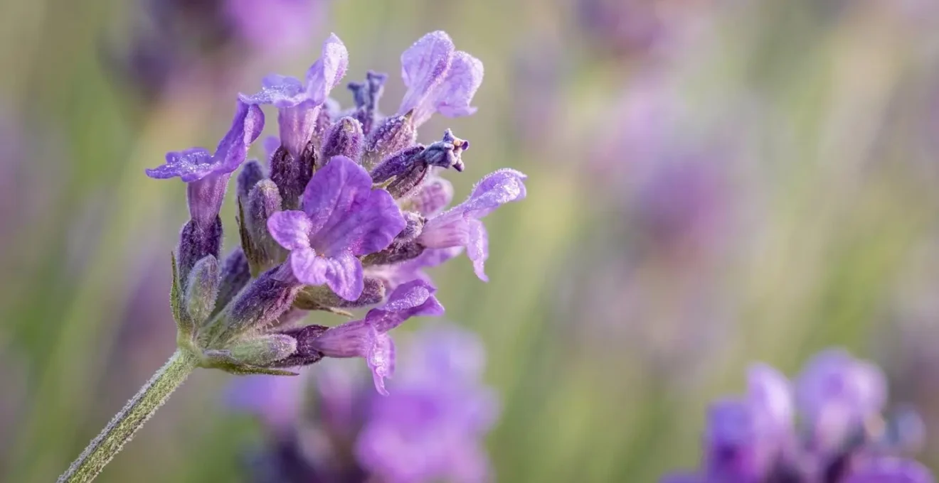 Detailaufnahme von alpinen Lavendelblüten mit natürlichem Bokeh