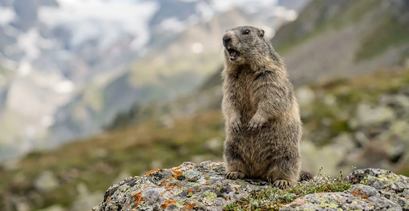 Murmeltier in aufrechter Wachposition auf Felsen mit geöffnetem Maul beim Warnen