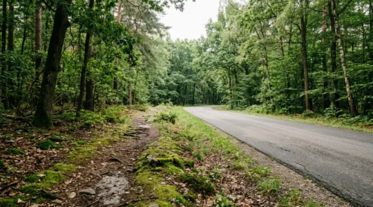 Wanderer auf naturnahem Waldpfad mit weichem Untergrund im Vergleich zu befestigter Forststraße